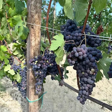 Willa Just Langhe Casa Dolcetto Novello